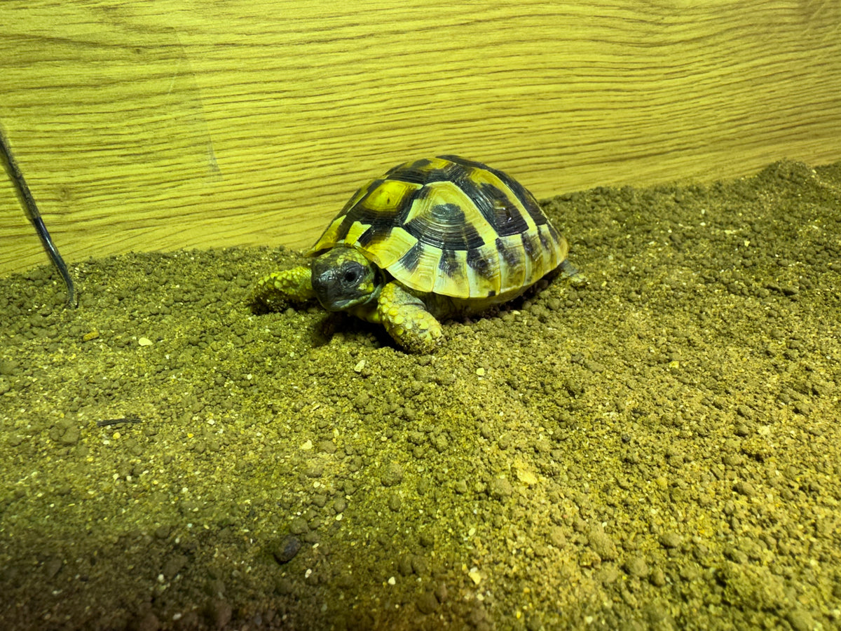Hermann Hatchlings