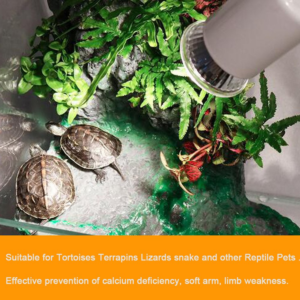 Tortoise Care 101: A Beginner’s Guide for Bangladeshi Owners
