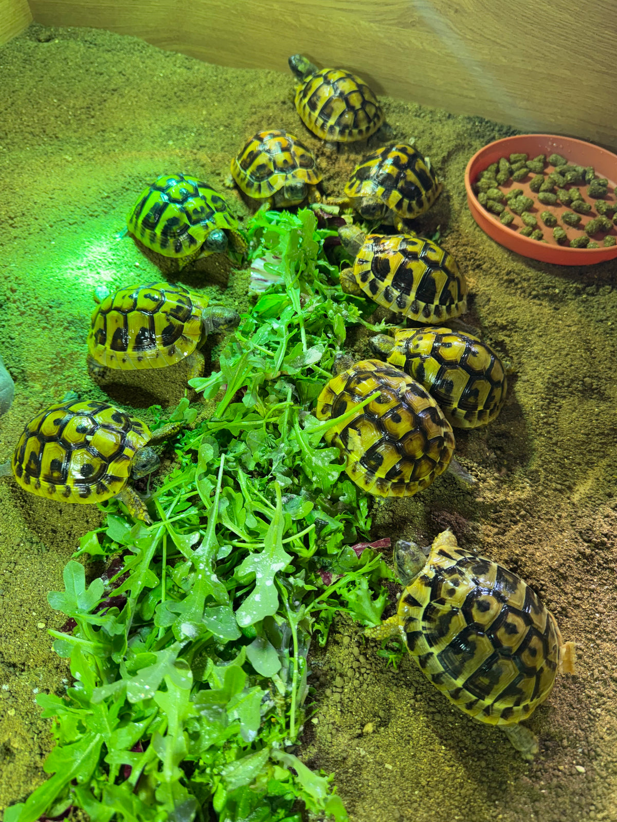 Hermann Hatchlings