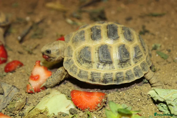 Horsfield Hatchlings
