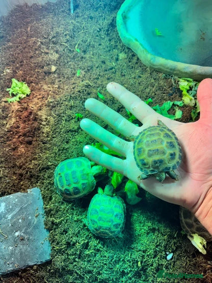 Horsfield Hatchlings