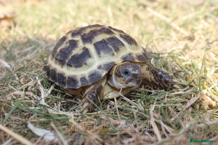 Horsfield Hatchlings