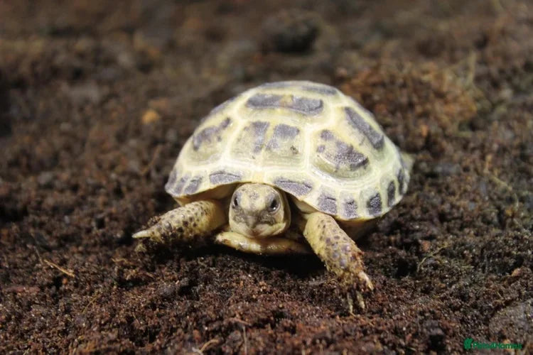 Horsfield Hatchlings