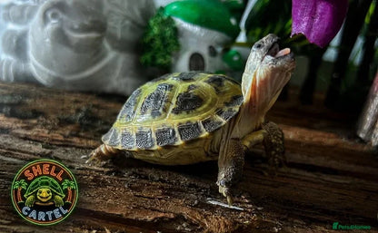 Horsfield Hatchlings