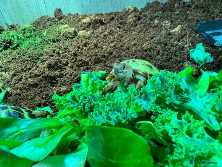 Horsfield Hatchlings