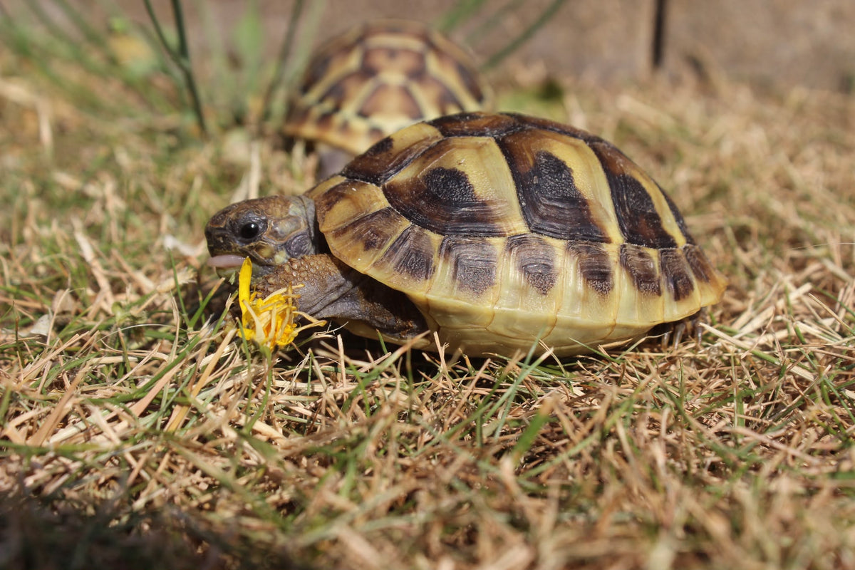 Hermann's tortoise