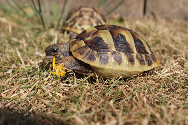 Hermann’s Tortoise