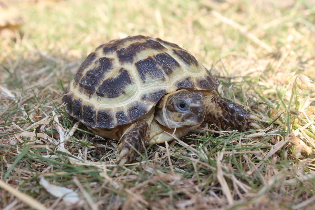Horsfield's tortoise