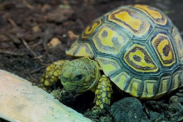 Leopard Tortoise