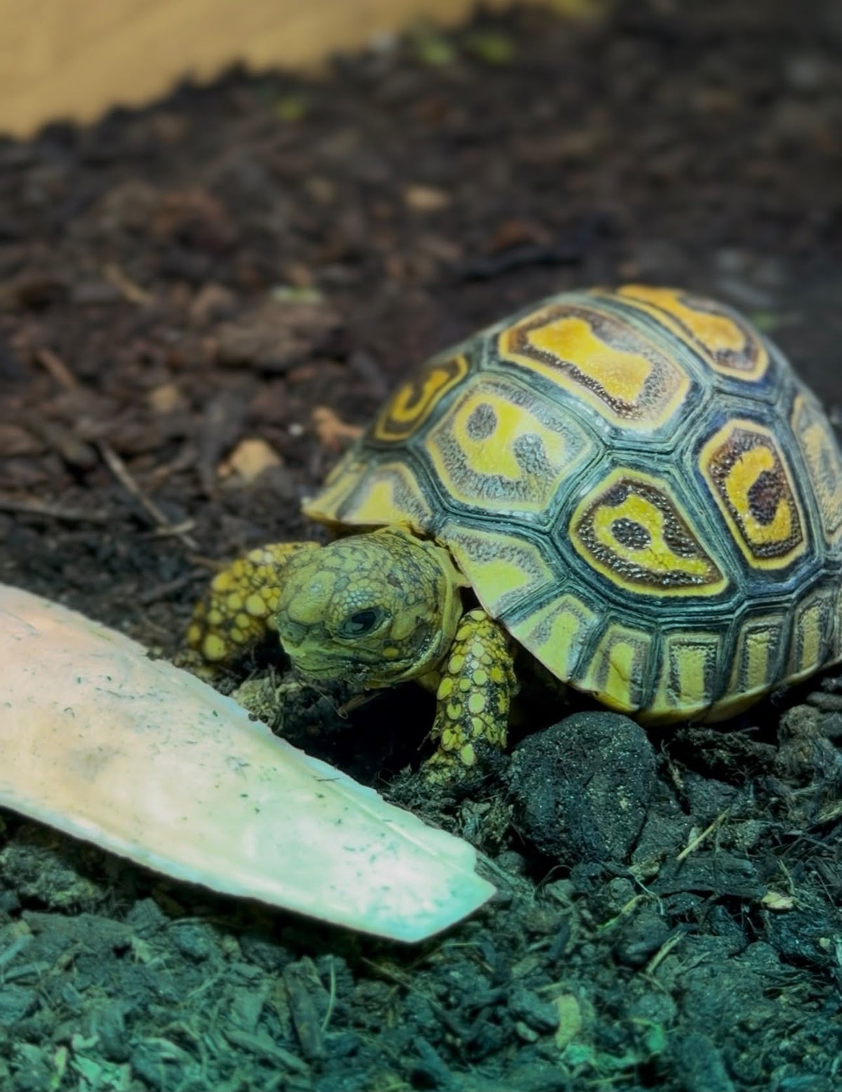 Leopard tortoise hatchling with a yellow and dark spotted shell