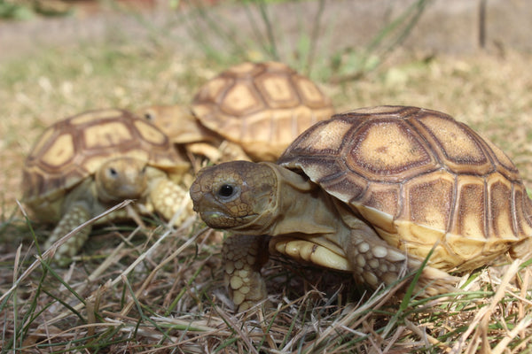 Sulcata Tortoise